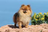SPITZ ALLEMAND 351